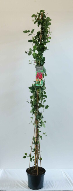 Sausmedis raudonžiedis (Lot Lonicera heckr.) 'Goldflame' C7,5/P26 150-200 CM | SAUSMEDŽIAI | VAISMEDŽIAI - VAISKRŪMIAI