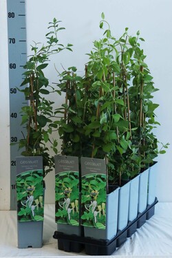 Sausmedis japoninis (Lot Lonicera jap.) 'Halliana' P17 40-60 CM 3 STICK | SAUSMEDŽIAI | VAISMEDŽIAI - VAISKRŪMIAI