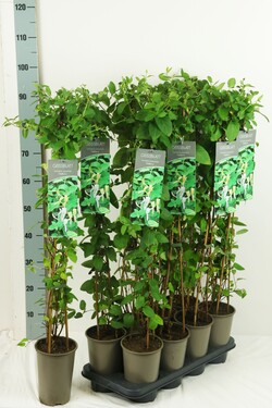 Sausmedis japoninis (Lot Lonicera jap.) 'Halliana' P17 60-100 3-STICK | SAUSMEDŽIAI | VAISMEDŽIAI - VAISKRŪMIAI