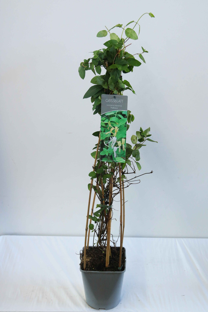Sausmedis japoninis (Lot Lonicera jap.) 'Halliana' C5/P23 80-100 CM | SAUSMEDŽIAI | VAISMEDŽIAI - VAISKRŪMIAI
