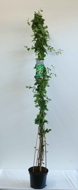 Sausmedis japoninis (Lot Lonicera jap.) 'Halliana' C7,5/P26 150-200 CM | SAUSMEDŽIAI | VAISMEDŽIAI - VAISKRŪMIAI