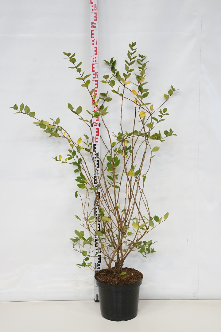 Sausmedis japoninis (Lot Lonicera jap.) 'Hall's Prolific' C7,5/P26 175-200 CM | SAUSMEDŽIAI | VAISMEDŽIAI - VAISKRŪMIAI