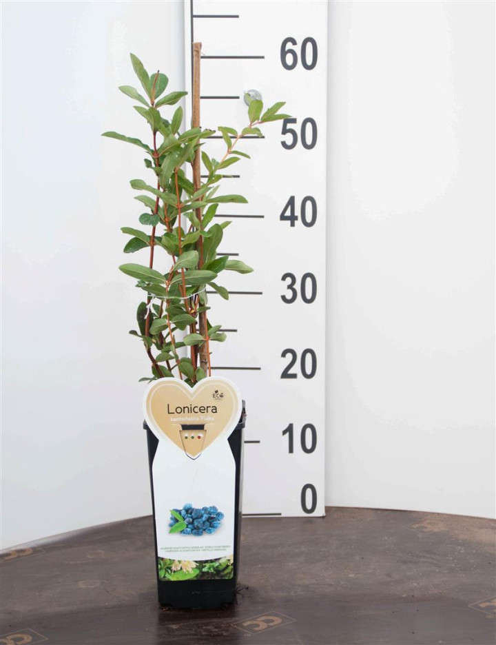 Sausmedis kamčiatkinis (Lot Lonicera kamt.) 'Altaj' C2/P17 BUSH