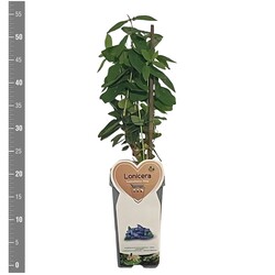 Sausmedis kamčiatkinis (Lot Lonicera kamt.) 'Altaj' C2/P17 BUSH - nuotrauka 2