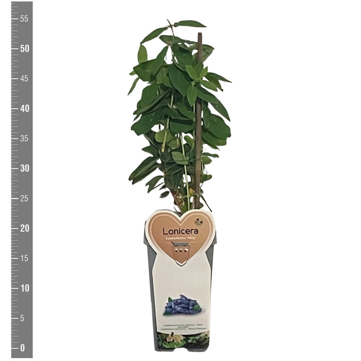 Sausmedis kamčiatkinis (Lot Lonicera kamt.) 'Altaj' C2/P17 BUSH