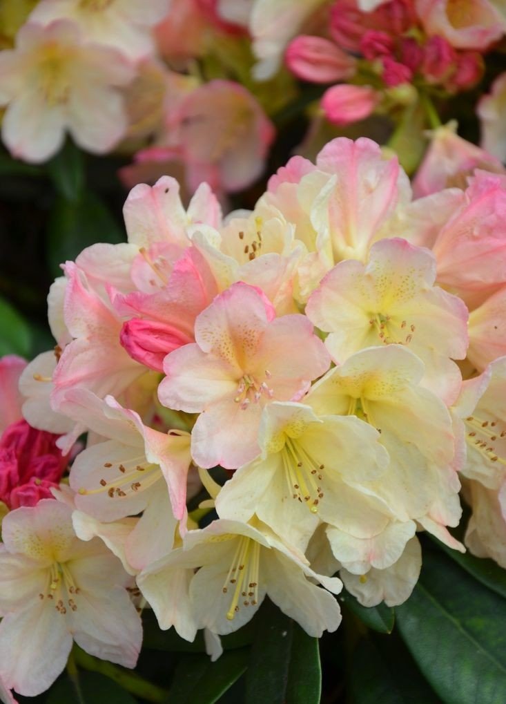 Rododendras (Lot Rhododendron) 'PERCY WISEMAN C5 50-60CM-RODODENDRAI-KRŪMAI