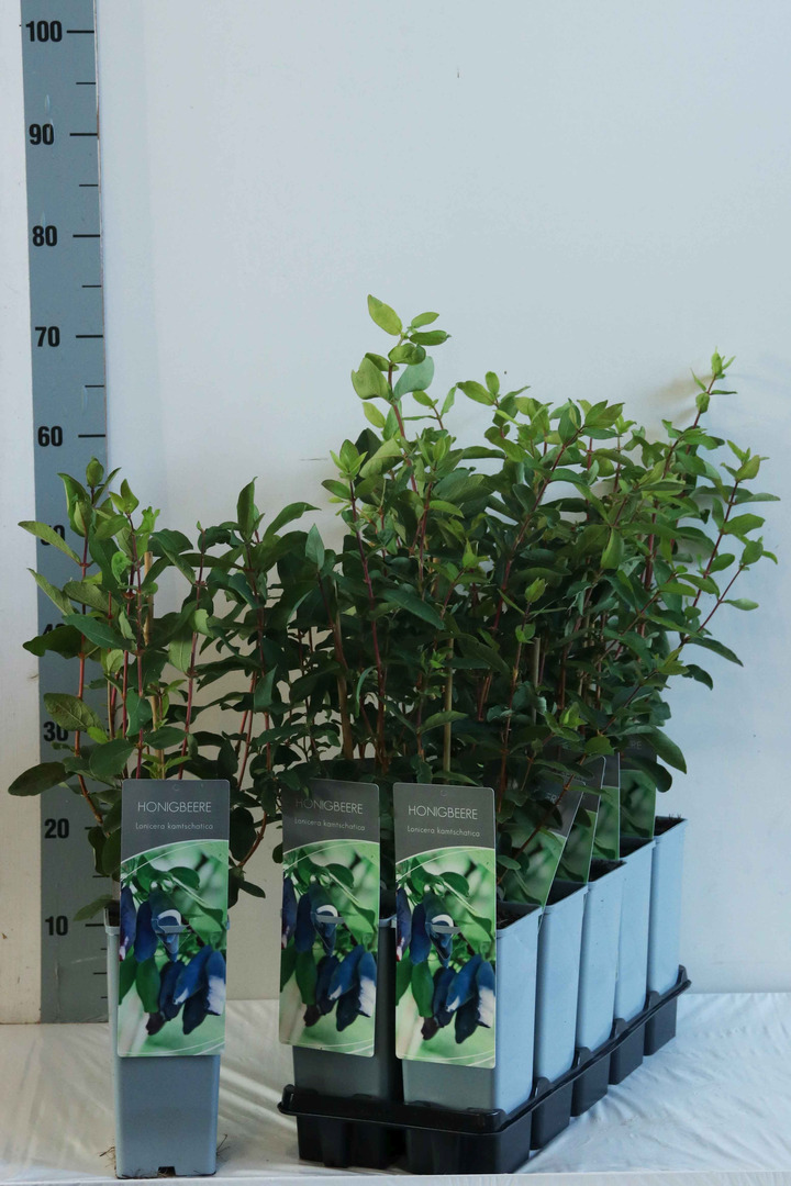 Sausmedis kamčiatkinis (Lot Lonicera kamtschatica) C2/P17 30-40 CM | SAUSMEDŽIAI | VAISMEDŽIAI - VAISKRŪMIAI