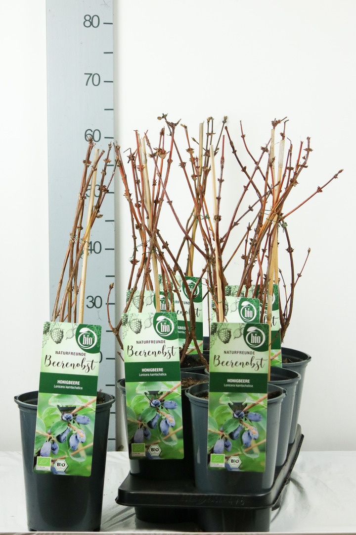 Sausmedis kamčiatkinis (Lot Lonicera kamtschatica) C3/P19 40-50 CM | SAUSMEDŽIAI | VAISMEDŽIAI - VAISKRŪMIAI