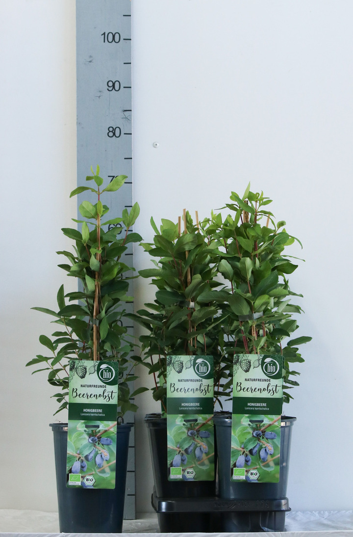 Sausmedis kamčiatkinis (Lot Lonicera kamtschatica) C3/P19 40-50 CM | SAUSMEDŽIAI | VAISMEDŽIAI - VAISKRŪMIAI