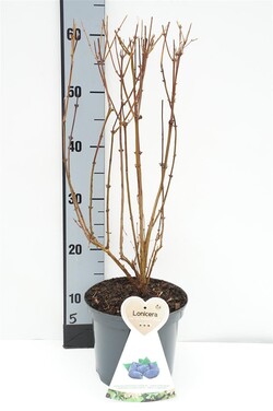 Sausmedis kamčiatkinis (Lot Lonicera k.) 'Maitop' C3/P19 BUSH - nuotrauka 1