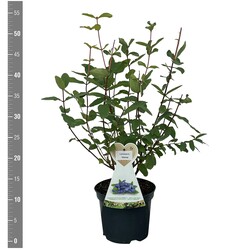 Sausmedis kamčiatkinis (Lot Lonicera k.) 'Maitop' C3/P19 BUSH - nuotrauka 2
