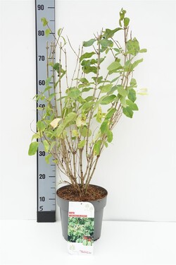Sausmedis paprastasis (Lot Lonicera xylosteum)  C4/P21 50-60 CM