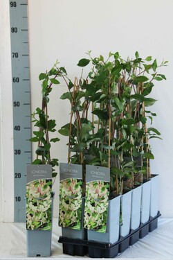 Sausmedis vijoklinis (Lot Lonicera periclymenum) P17 40-60 CM 3 STICK | SAUSMEDŽIAI | VAISMEDŽIAI - VAISKRŪMIAI