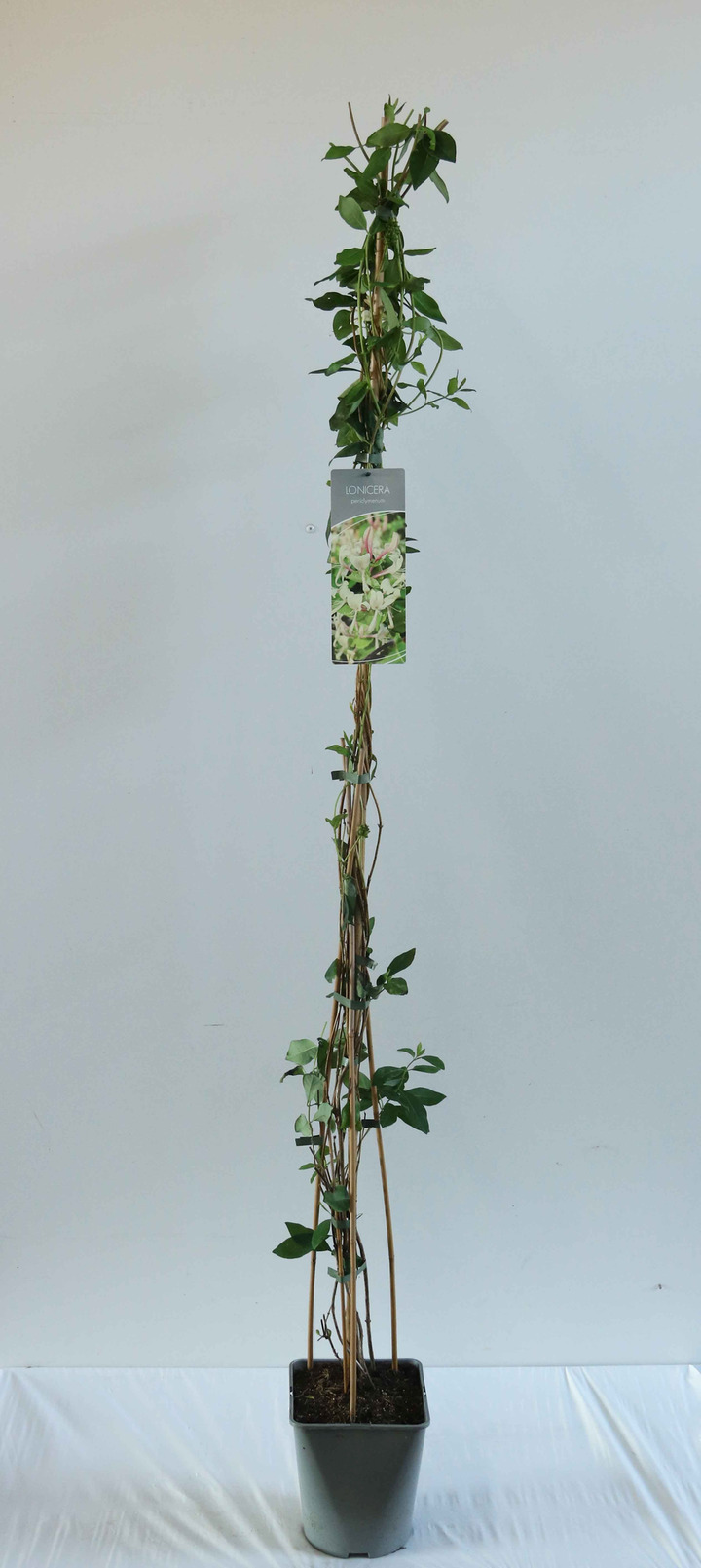 Sausmedis vijoklinis (Lot Lonicera periclymenum) C5/P23 100-125 CM | SAUSMEDŽIAI | VAISMEDŽIAI - VAISKRŪMIAI