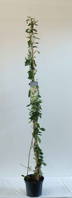 Sausmedis vijoklinis (Lot Lonicera periclymenum) C7,5/P26 150-200 CM | SAUSMEDŽIAI | VAISMEDŽIAI - VAISKRŪMIAI
