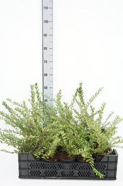 Sausmedis skėstašakis (Lot Lonicera pileata)  C1/P13