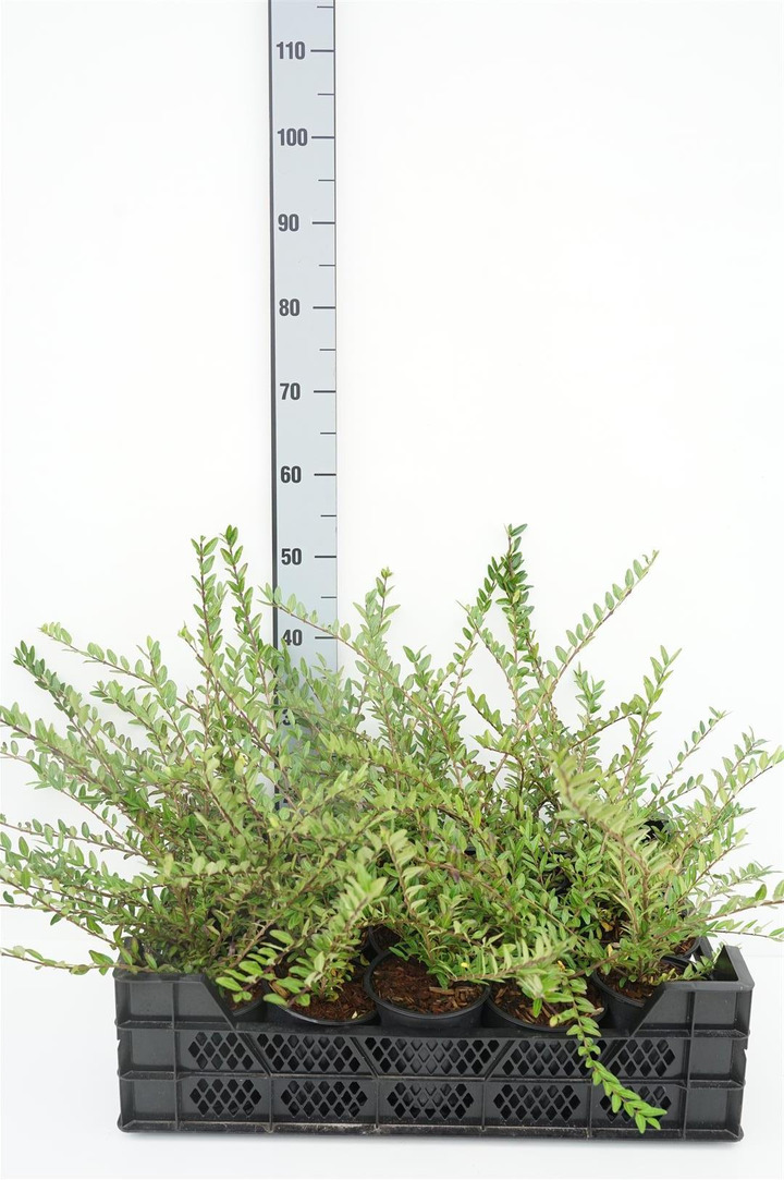 Sausmedis skėstašakis (Lot Lonicera pileata)  C1/P13