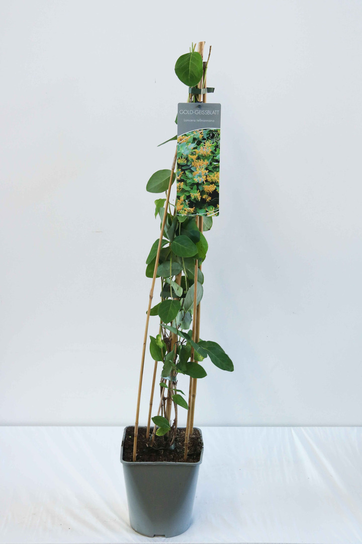 Sausmedis stambiažiedis (Lot Lonicera tellmanniana) C5/P23 80-100 CM | SAUSMEDŽIAI | VAISMEDŽIAI - VAISKRŪMIAI