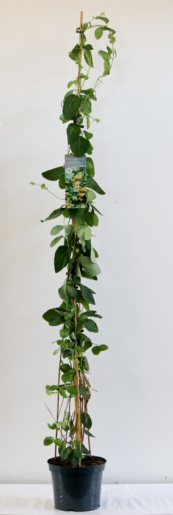 Sausmedis stambiažiedis (Lot Lonicera tellmanniana) C7,5/P26 150-200 CM | SAUSMEDŽIAI | VAISMEDŽIAI - VAISKRŪMIAI
