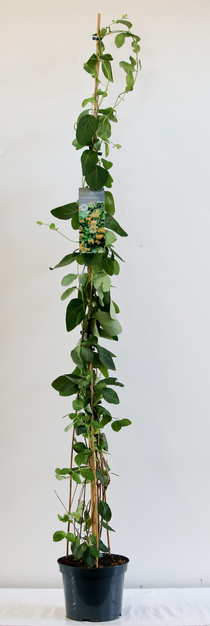 Sausmedis stambiažiedis (Lot Lonicera tellmanniana) C7,5/P26 150-200 CM | SAUSMEDŽIAI | VAISMEDŽIAI - VAISKRŪMIAI