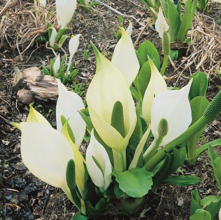 Kamčiatkinis lizichitonas (Lot Lysichiton camtschatcensis) 18X18 CM | KAMČIATKINIS lIZILCHITONAS | VANDENS IR PAKRANČIŲ AUGALAI