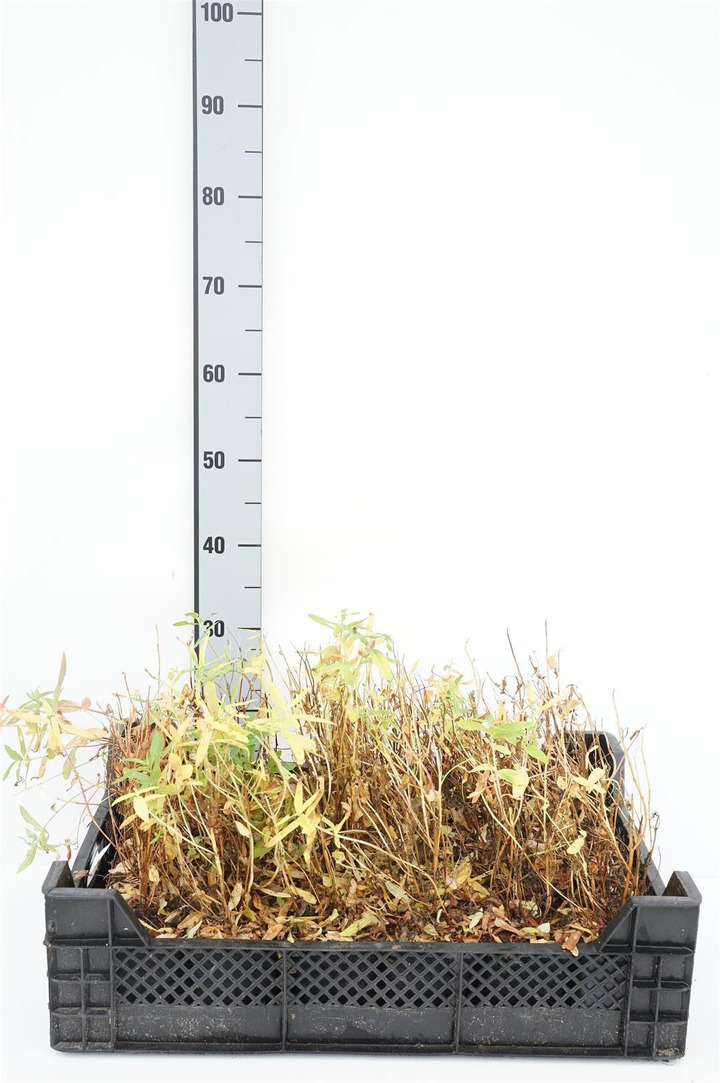 Paprastoji raudoklė (Lot Lythrum salicaria)  P9 JAUNI AUGALAI