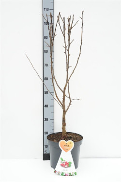 Obelis transitoria (Lot Malus trans.) 'Appletini' C7,5/P26 BUSH - nuotrauka 1