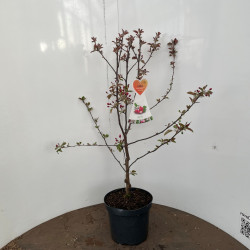 Obelis transitoria (Lot Malus trans.) 'Appletini' C7,5/P26 BUSH - nuotrauka 2