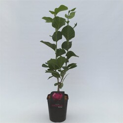Magnolija (Lot Magnolia) 'Black Tulip' C4,5/P22 50-60 CM 2-3 Branches