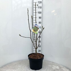 Magnolija (Lot Magnolia) 'Black Tulip' C5/P23 30-40 CM