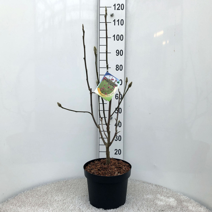 Magnolija (Lot Magnolia) 'Black Tulip' C5/P23 30-40 CM