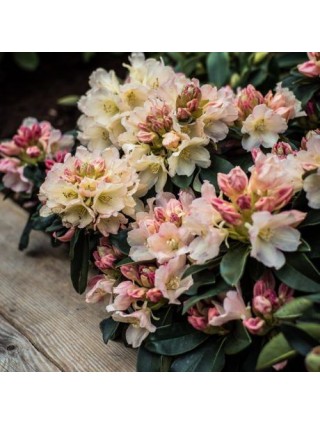 Rododendras (Lot Rhododendron) 'PERCY WISEMAN C5 50-60CM-RODODENDRAI-KRŪMAI