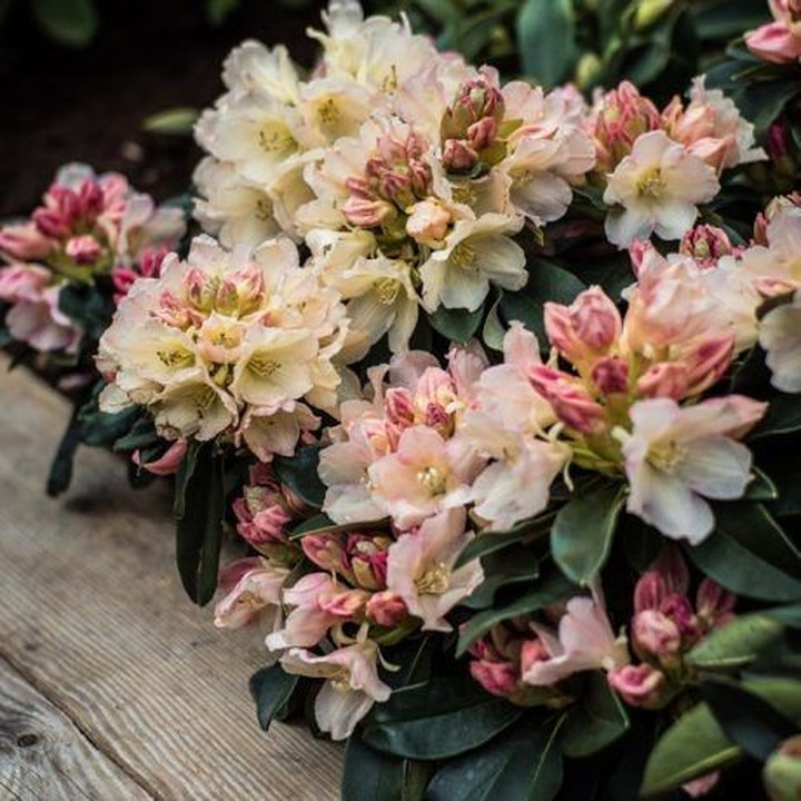 Rododendras (Lot Rhododendron) 'PERCY WISEMAN C5 50-60CM-RODODENDRAI-KRŪMAI