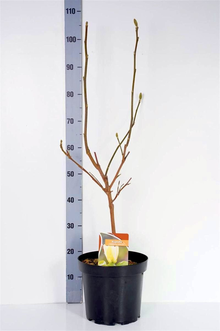 Magnolija b. (Lot Magnolia b.) 'Yellow Bird' C7,5/P26 80-100 CM