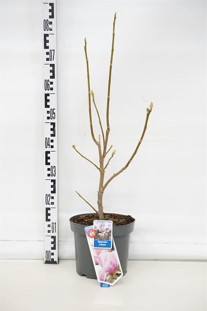 Magnolija (Lot Magnolia) 'Cameo' C5/P23 60-80 CM