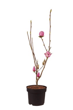Magnolija (Lot Magnolia) 'Cameo' C10 80-100 CM