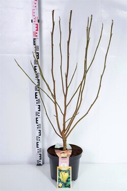 Magnolija (Lot Magnolia) 'Daphne' C7,5/P26 100/+ CM 2-4 Branches - nuotrauka 1