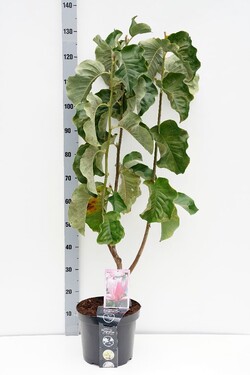 Magnolija (Lot Magnolia) 'Daybreak' C7,5/P26 100/+ CM 2-4 Branches