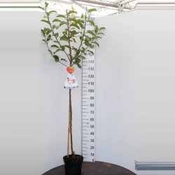 Naminė obelis (Lot Malus d.) 'Cox's Orange Pippin'  C7,5/P26 STIEBAS 120 CM - nuotrauka 2
