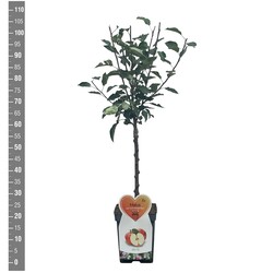Naminė obelis (Lot Malus d.) 'Discovery' C5/P23 BUSH - nuotrauka 2