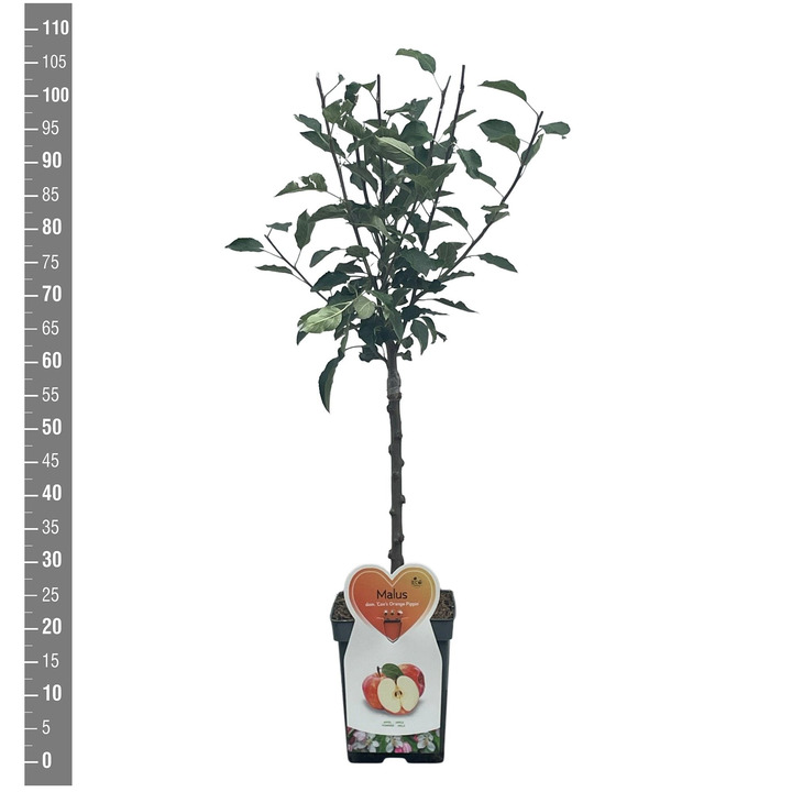Naminė obelis (Lot Malus d.) 'Discovery' C5/P23 BUSH