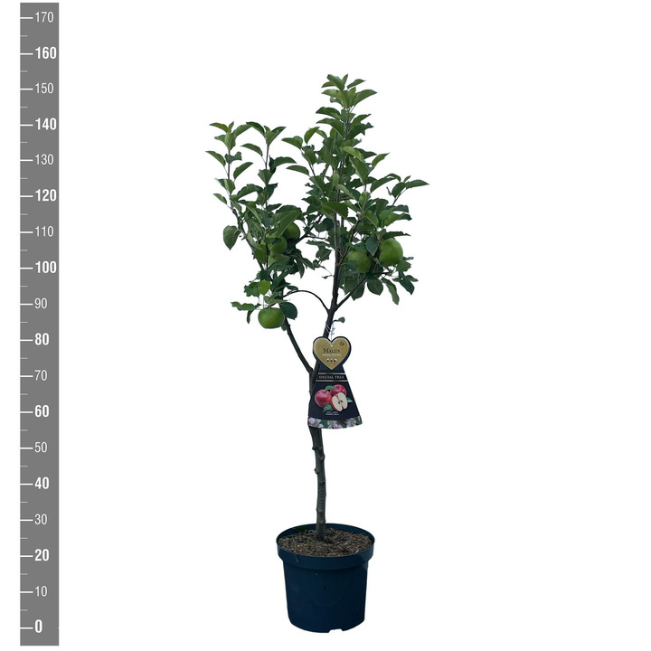 Naminė obelis (Lot Malus d.) 'Discovery' C7,5/P26 | OBELYS | VAISMEDŽIAI - VAISKRŪMIAI