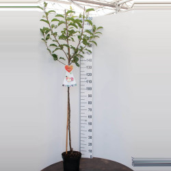 Naminė obelis (Lot Malus d.) 'Discovery'  C7,5/P26 STIEBAS 120 CM - nuotrauka 2