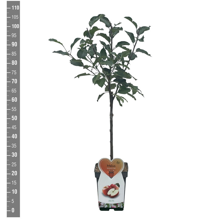 Naminė obelis (Lot Malus d.) 'Elstar' C5/P23 BUSH