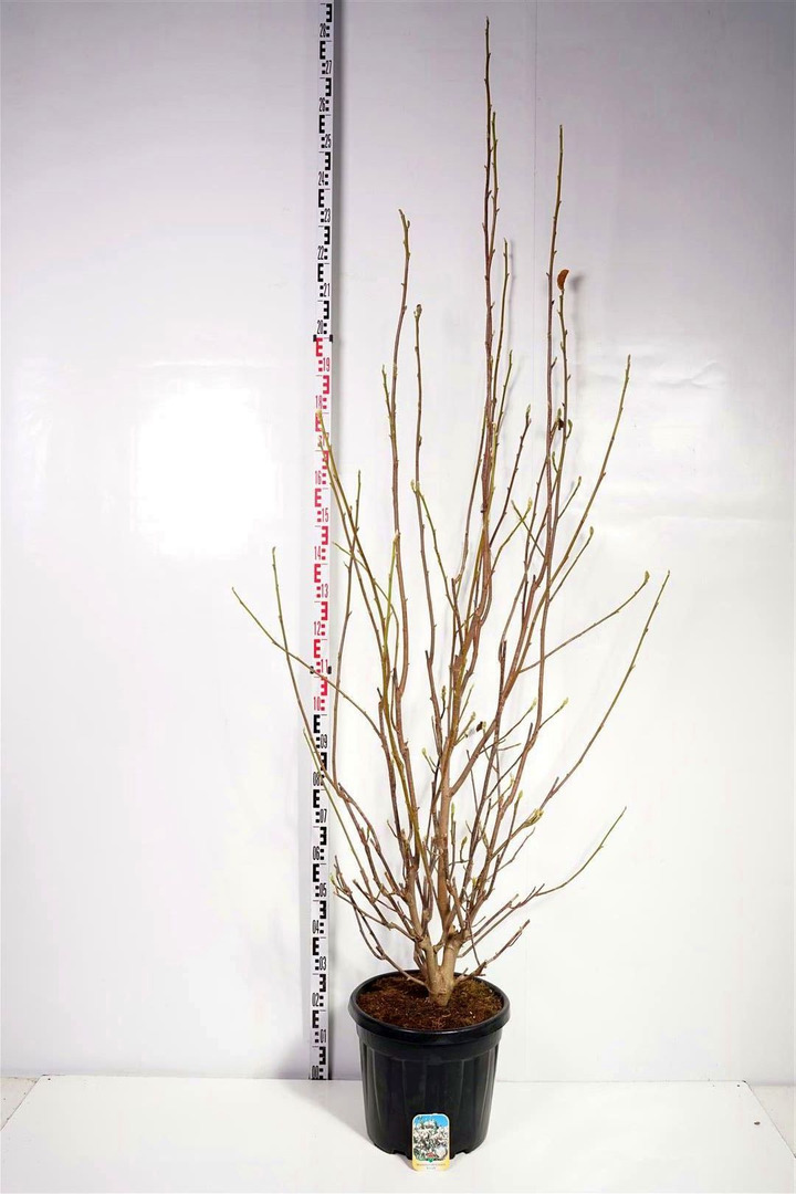 Magnolija puošnioji (Lot Magnolia denudata)  C30 125-150 CM