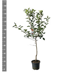 Naminė obelis (Lot Malus d.) 'Gala' C7,5/P26 BUSH - nuotrauka 2