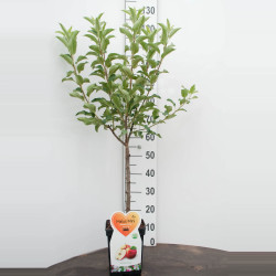 Naminė obelis (Lot Malus d.) 'Galina' C5/P23 STIEBAS 50 CM - nuotrauka 2