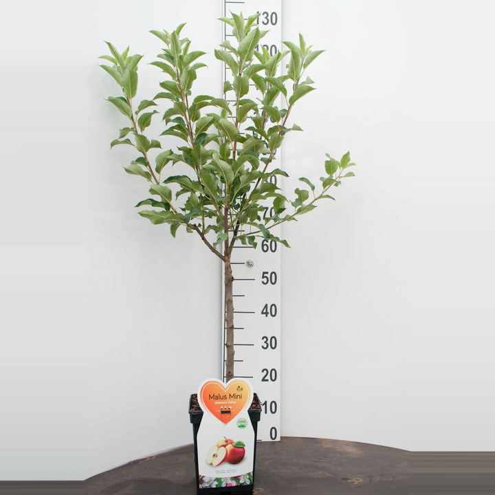 Naminė obelis (Lot Malus d.) 'Galina' C5/P23 STIEBAS 50 CM