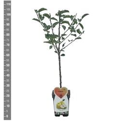 Naminė obelis (Lot Malus d.) 'Golden Delicious' C5/P23 BUSH - nuotrauka 2