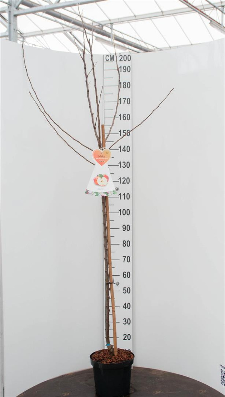 Naminė obelis (Lot Malus d.) 'Golden Delicious'  C7,5/P26 STIEBAS 120 CM